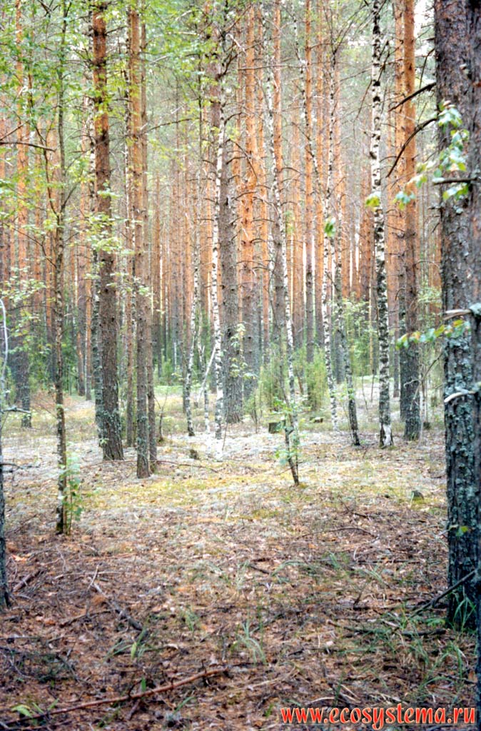 Сосняк лишайниково-зеленомошный (светлохвойный лес) на нормально дренированной дюне.
Подзона южной тайги, Керженский заповедник, Нижегородская область