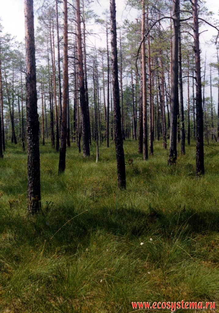 Sphagnum-Сotton-grassed pine forest (forest bog)