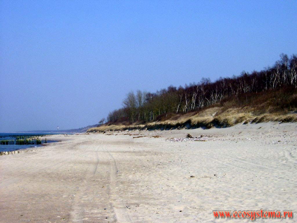 Песчаный пляж на берегу Балтийского моря. Заросшая растительностью дюна.
Калининградская область, национальный парк Куршская Коса