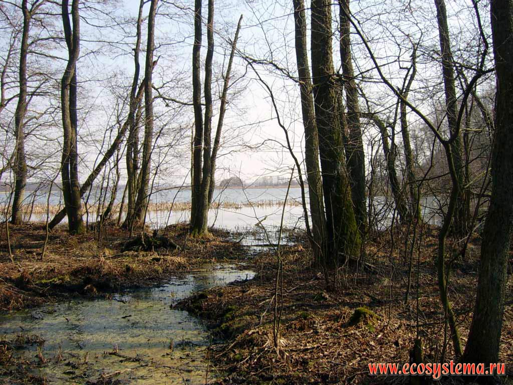 Waterlogged Black Alder (Alnus glutinosa) forest. Gull Lake shore.