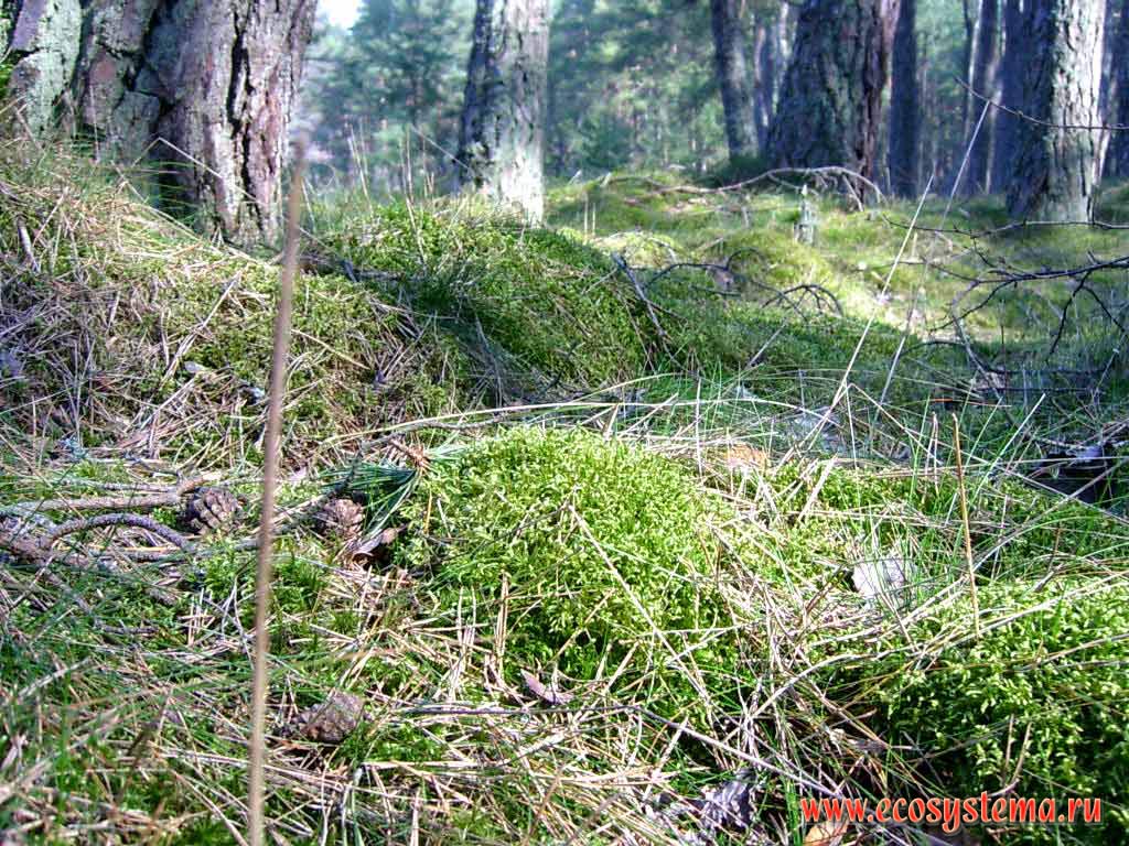 Moss-grown hummok in the pine forest.