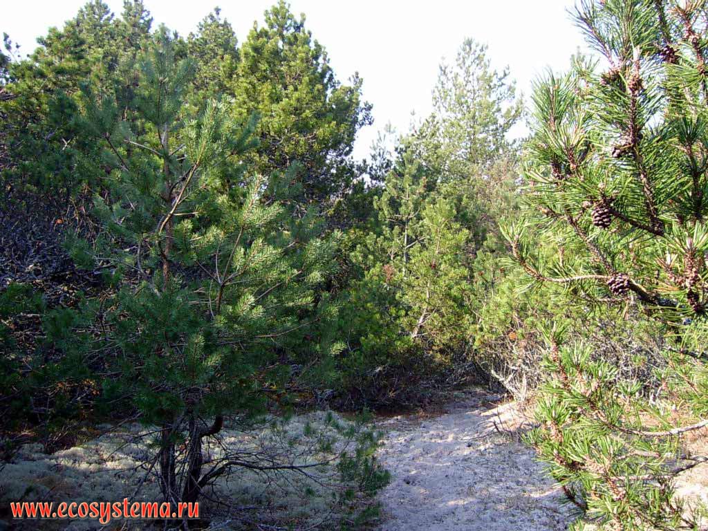 Сосновый (светлохвойный) лес из горной сосны (Pinus mugo) на высоте (дюне) Мюллера.
Калининградская область, национальный парк Куршская Коса
