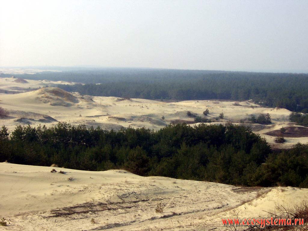 Блуждающие (подвижные) дюны - белые пески.
Калининградская область, национальный парк Куршская Коса