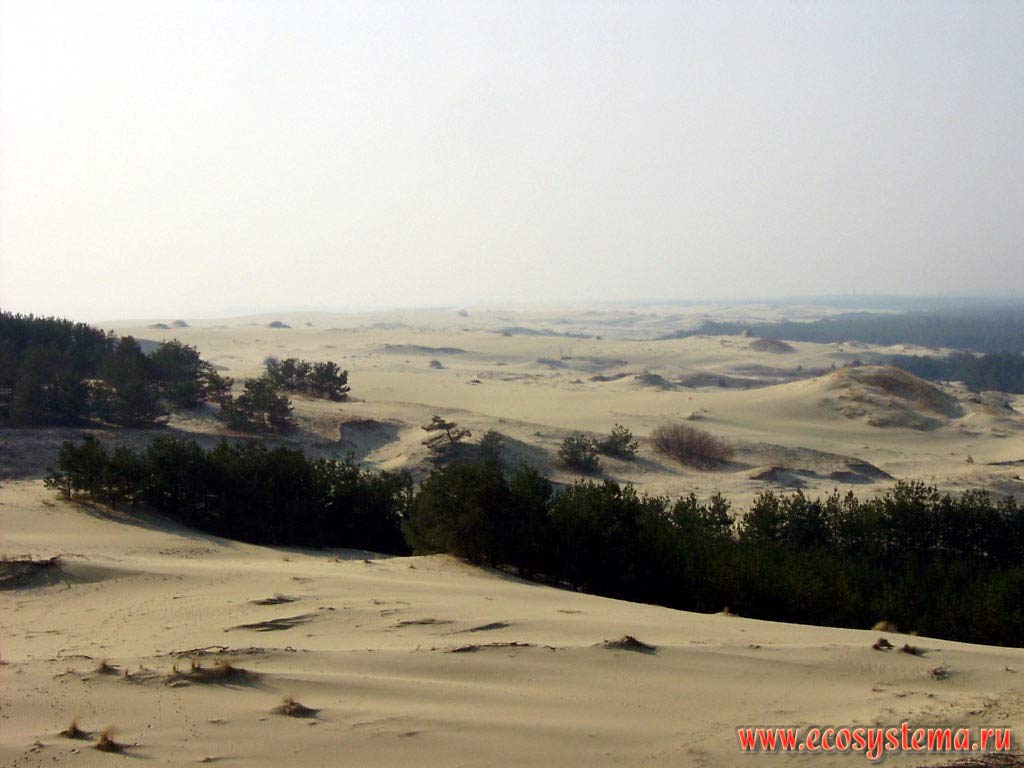 Блуждающие (подвижные) дюны - белые пески. Калининградская область, национальный парк Куршская Коса