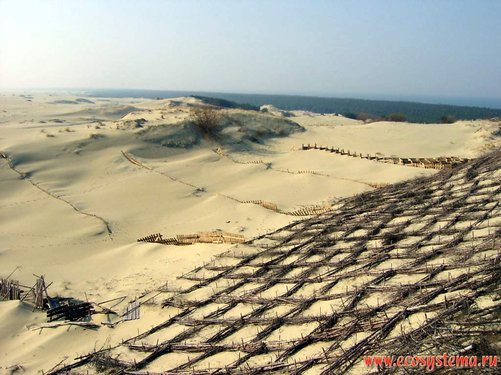 Artificial strengthening of wandering dune.