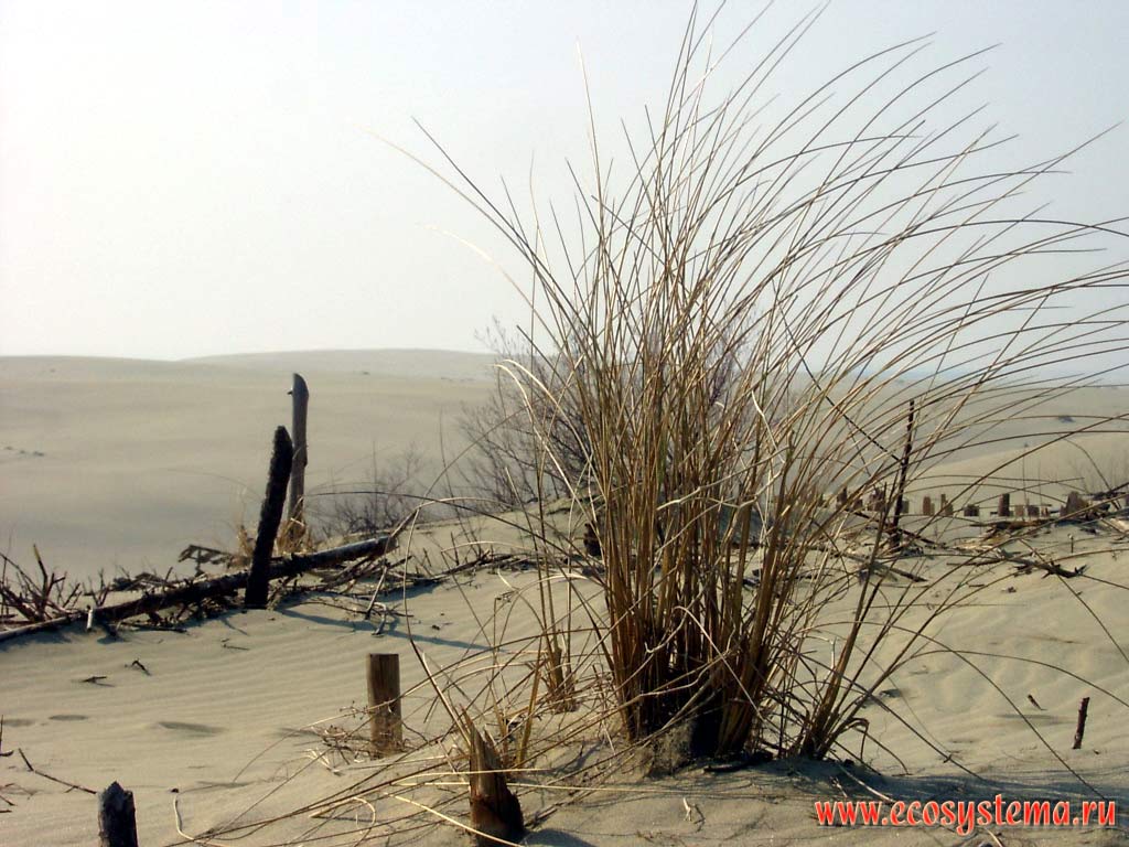 Естественное зарастание подвижных дюн. Калининградская область, национальный парк Куршская Коса