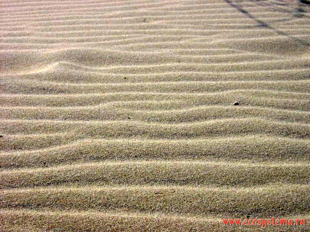Эоловый микрорельеф на песке дюн. Калининградская область, национальный парк Куршская Коса