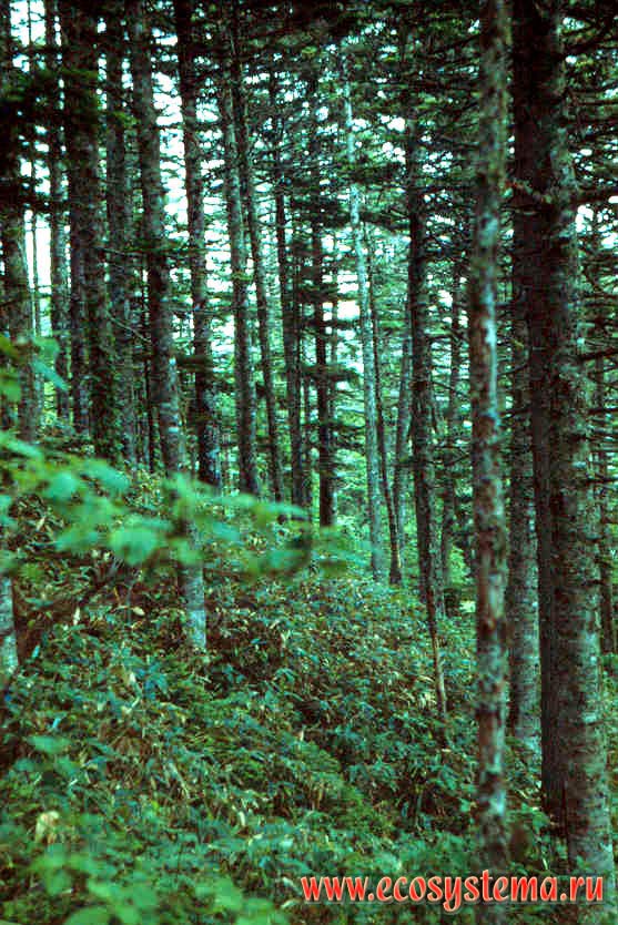 Coniferous forest (fir tree) with bamboo undergrowth.