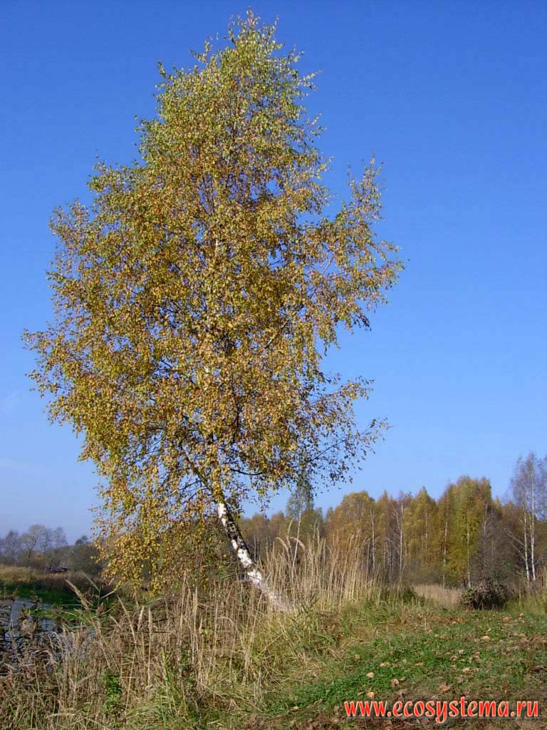 Осенний лес. Береза пушистая  (Betula pubescens Ehrh.) на берегу реки Клязьмы