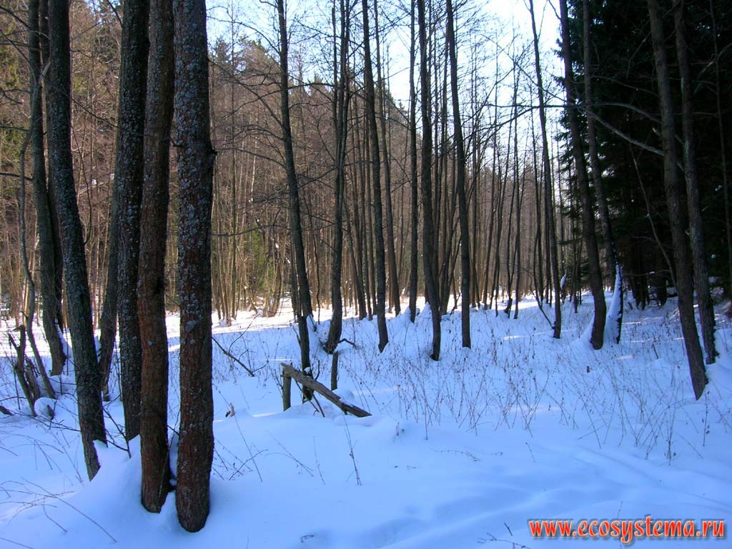 Зимний лес. Черноольшанник (Alnus glutinosa (L.) Gaertn.) в пойме лесного ручья