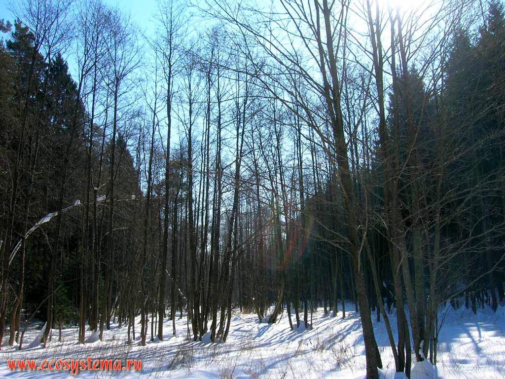 Зимний лес. Черноольшанник (Alnus glutinosa (L.) Gaertn.) в пойме лесного ручья