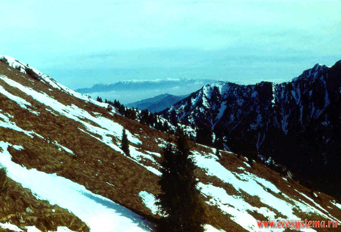 Вид на Памиро-Алай с Чаткальского хребта. Субальпийские луга