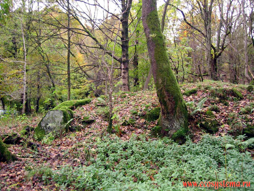 Широколиственные лес в Пеннинских горах.
Национальный парк Озерный Край (Lake District)