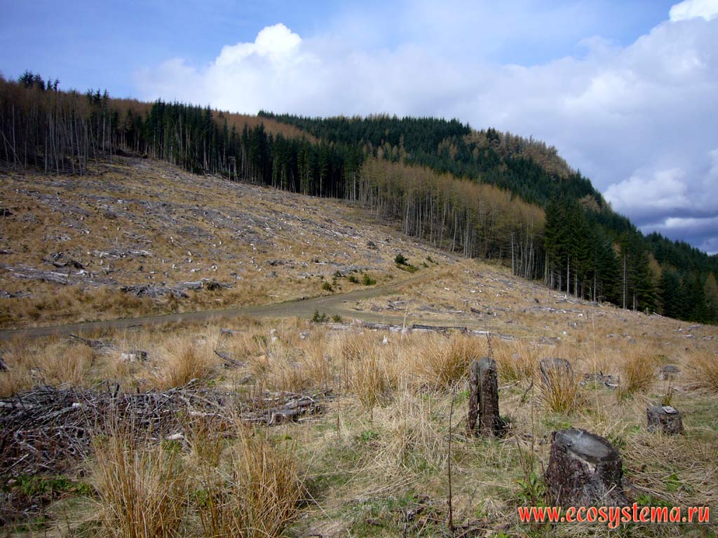 The mountain landscape in the Grampian Mountains, or Grampians, Northern Scottish Highlands. Deciduous forest alternate with the coniferous forest and forest clearings.
Altitude is about 600 meters above sea level. Scotland, Great Britain
