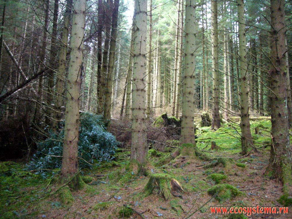 Темнохвойный лес с преобладанием ели в Грампианских горах на высотах около 500 м. Северо-Шотландское нагорье, Шотландия, Великобритания