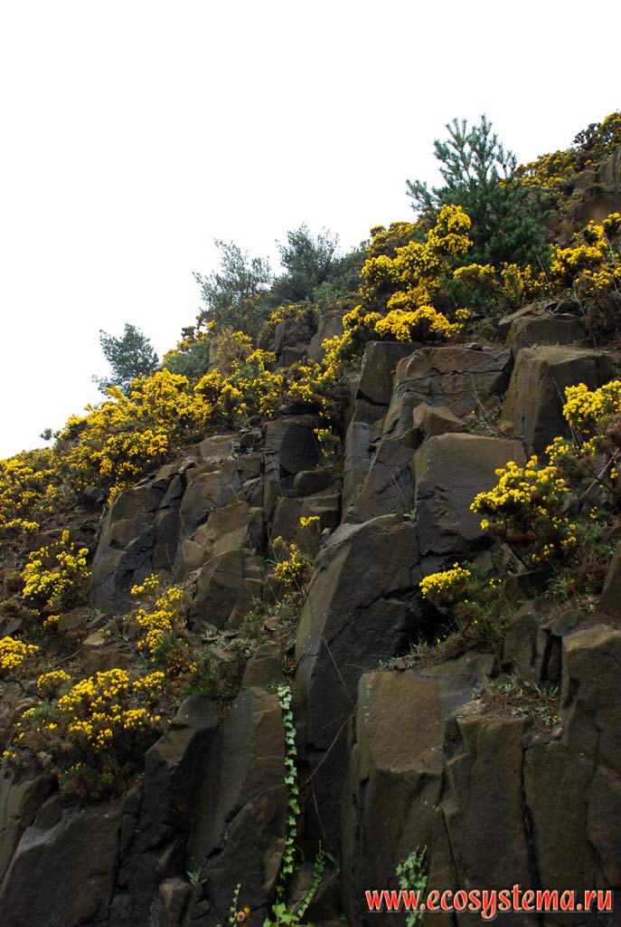 Скалы, покрытые цветущим европейским (английским) колючим дроком,
или утесником (Ulex europaeus, семейство Бобовые - Leguminosae). Северо-Шотландское нагорье, Грампианские горы, Шотландия, Великобритания