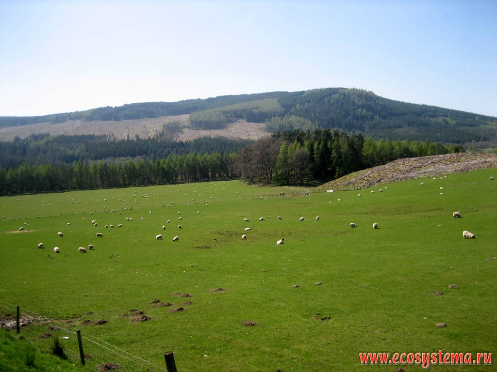 Sheep pasture in Grampian Mountains, or Grampians. Northern Scottish Highlands, Scotland, Great Britain
