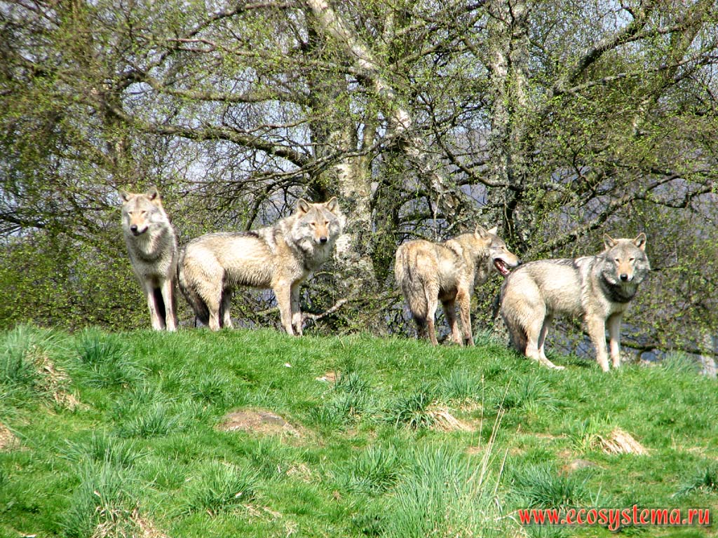 Семья волков (Canis lupus, род Собаки - Canis) в минизоопарке в Грампианских горах. Северо-Шотландское нагорье, Шотландия, Великобритания