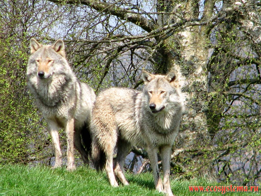 Волки (Canis lupus, род Собаки - Canis) в минизоопарке в Грампианских горах. Северо-Шотландское нагорье, Шотландия, Великобритания