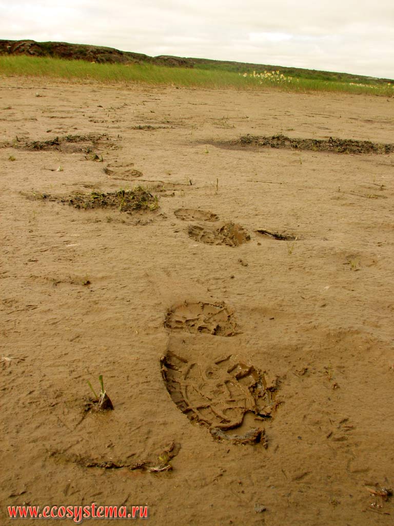 Homo sapiens footprint