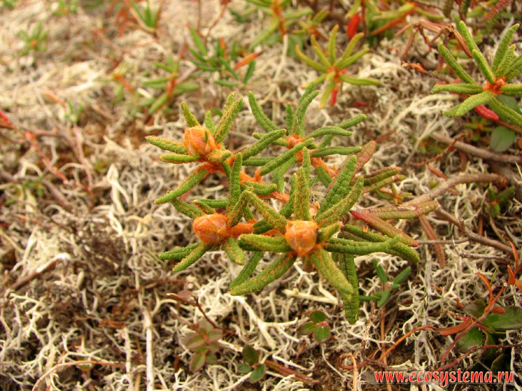 Багульник болотный (Ledum palustre var decumbens)