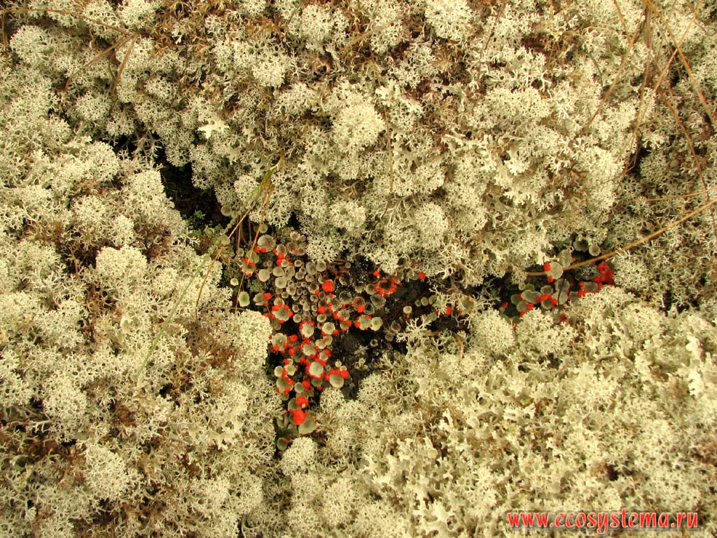 Red pixie cup lichen (Cladonia coccifera)