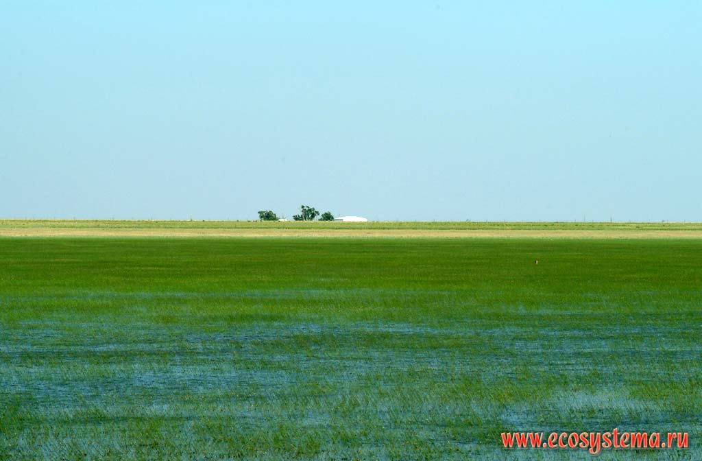 Рисовые плантации (заливные чеки) в штате Техас. Зона степей и пустынь предгорий Кордильер Юго-запада США