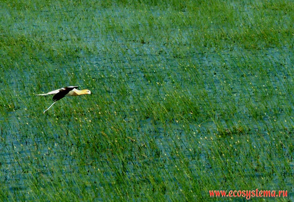 Американская шилоклювка (Recurvirosta americana) над рисовыми полями в штате Техас