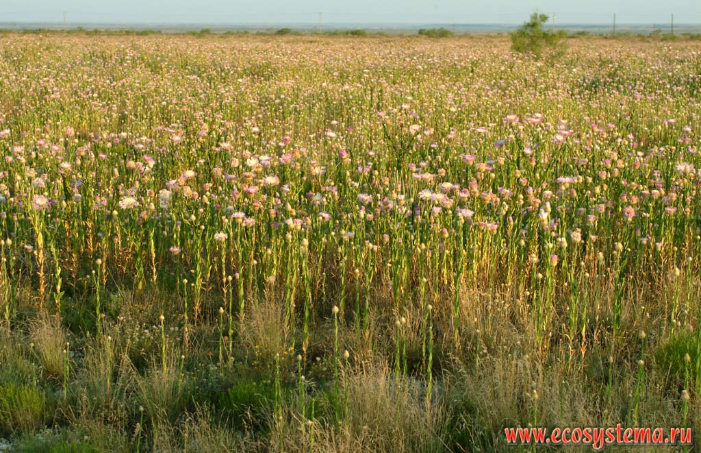 Васильки (Centaurea) в полупустыне. Зона степей и пустынь предгорий Кордильер Юго-запада США, штат Нью-Мексико