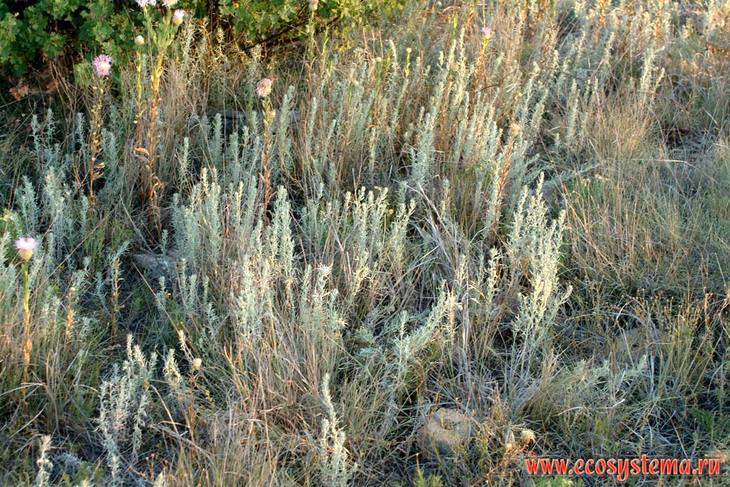 Wormwood (absinth, Artemisia) in the semi-desert. New-Mexico