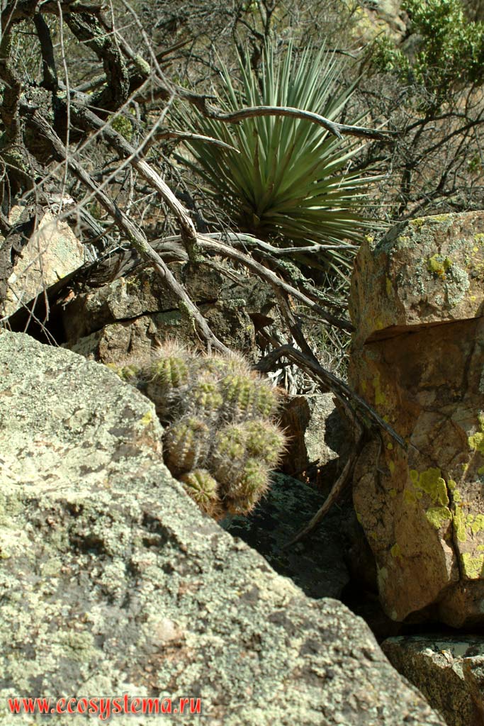 Century plant (Agave) and cactus in the mountain canyon. Semi-desert in Arizona near Tucson