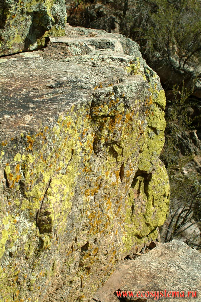 Rock covered by scale (stone) lichens. Mountain canyon near Tucson, Arizona