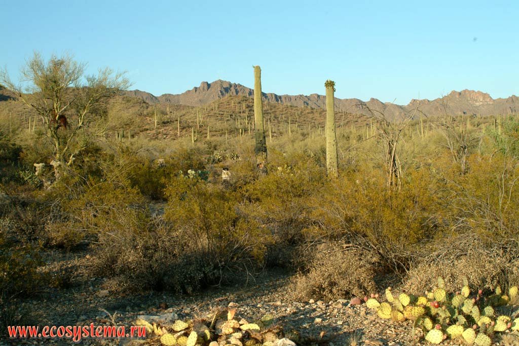 Semi-desert in Arizona. Cactus forest in the background (Saguaro Cactus Carnegiea gigantea = Cereus giganteus)