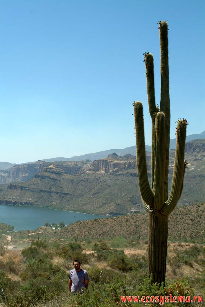 Кактус цереус, или сагуаро и автор снимков А.А. Котов на фоне реки Хила (недалеко от Феникса).
Зона степей и пустынь предгорий Кордильер Юго-запада США, штат Аризона