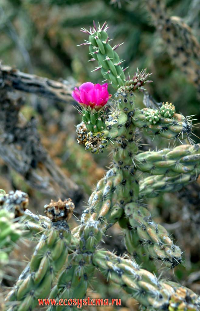 Цветущий кактус в горном массиве около Тусона (Аризона).
Национальный парк Музей пустыни. Зона степей и пустынь предгорий Кордильер Юго-запада США
