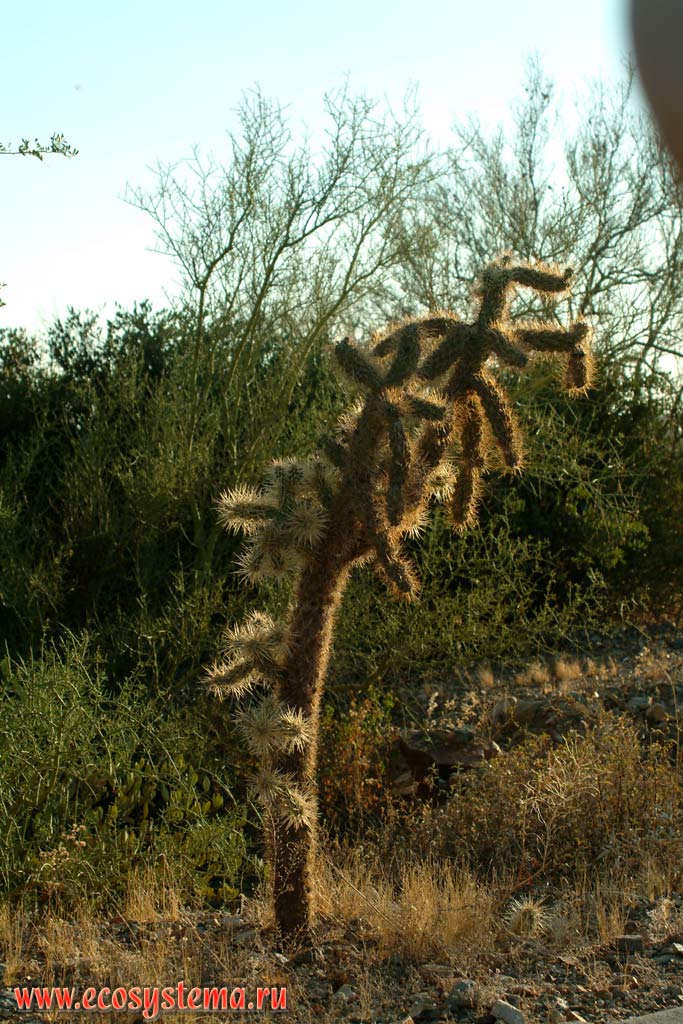 Cactuses in the mountain creek canyon. Arizona near Tucson