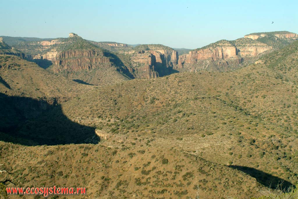 Полупустыня в низкогорье. Зона степей и пустынь предгорий Кордильер Юго-запада США, штат Аризона