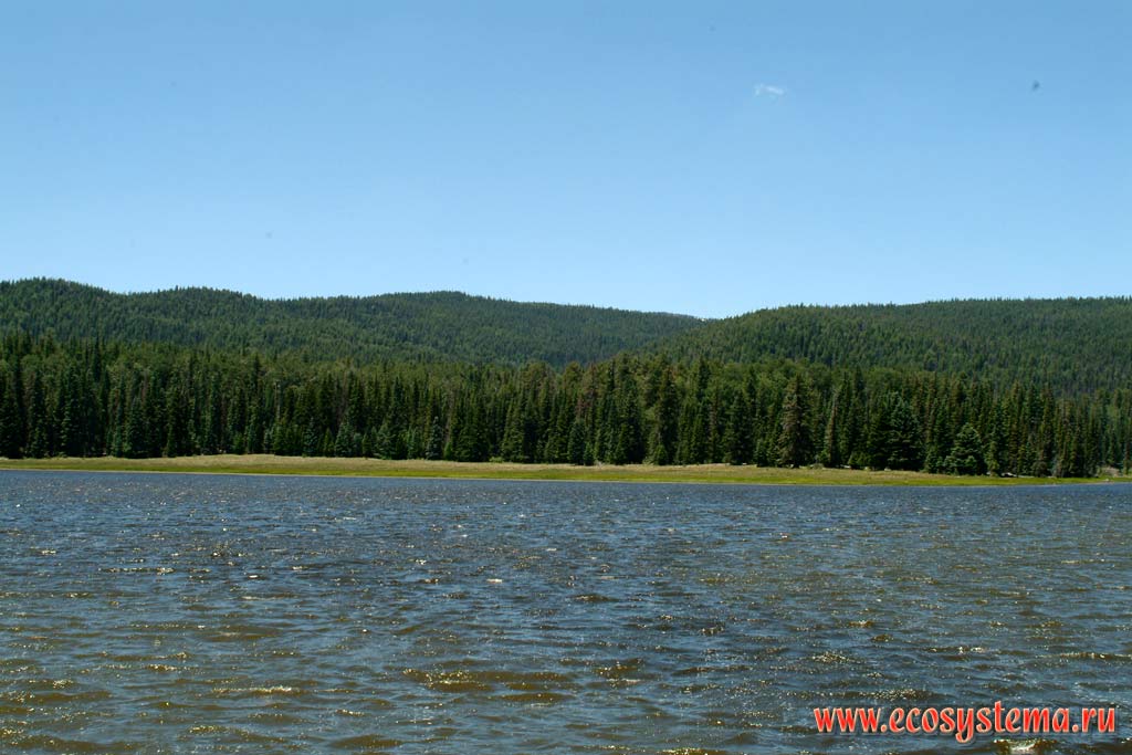 Spruce forests on the bank of the mountain plateau (2 000 meters above sea level). Arizona