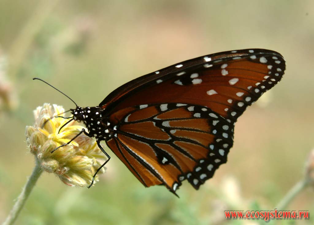Бабочка Монарх (Danaus plexippus)