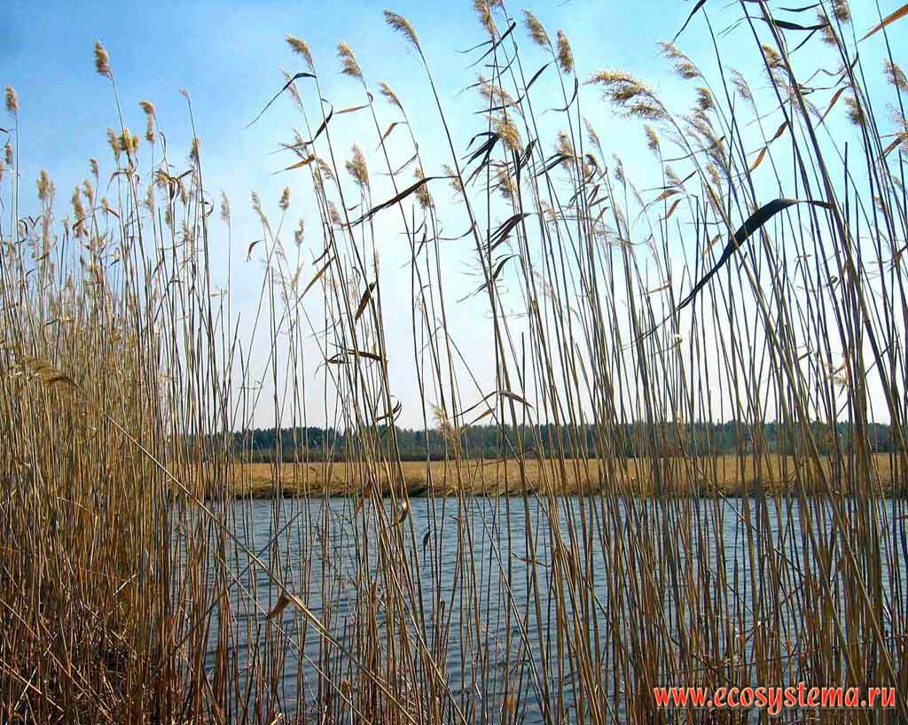 Тростниковые заросли на берегу Солкинской протоки