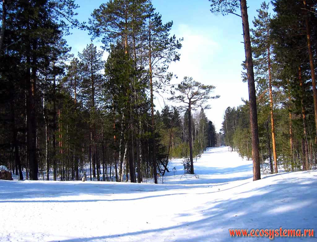 Pine forest in winter (Pim island)