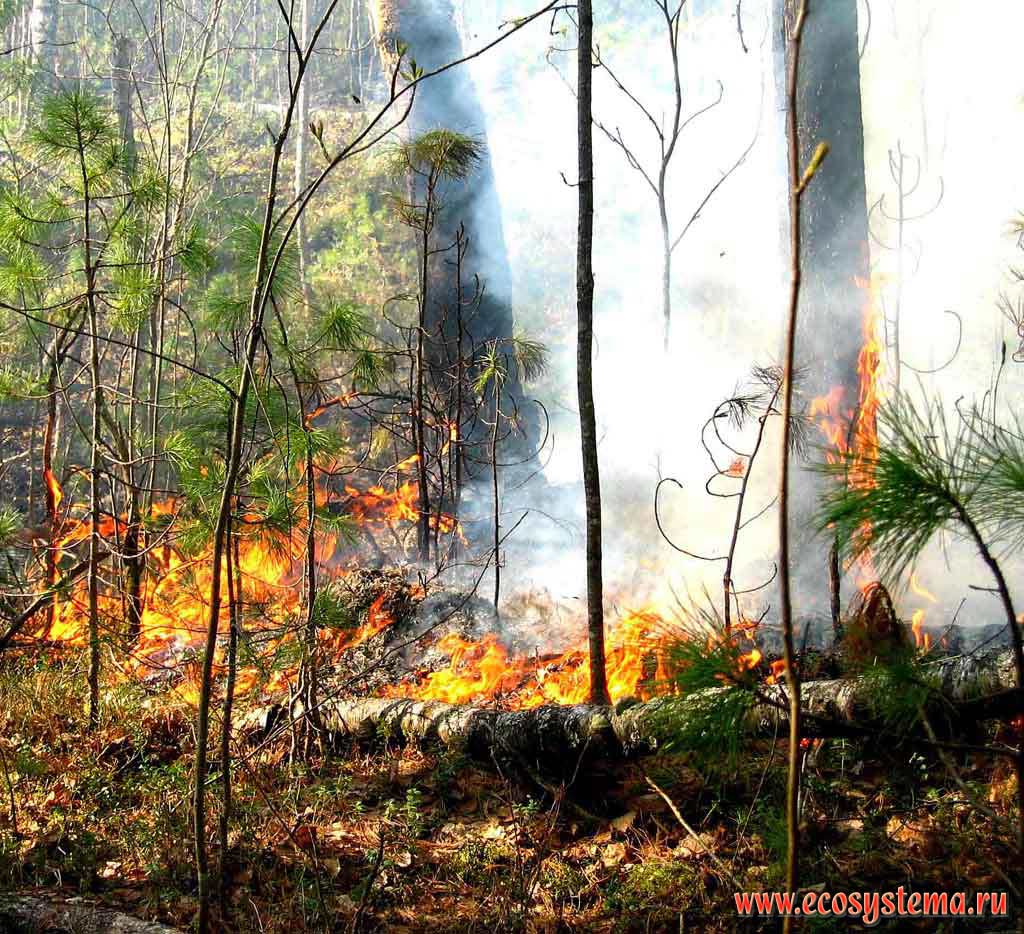 Forest fire on the Pim island