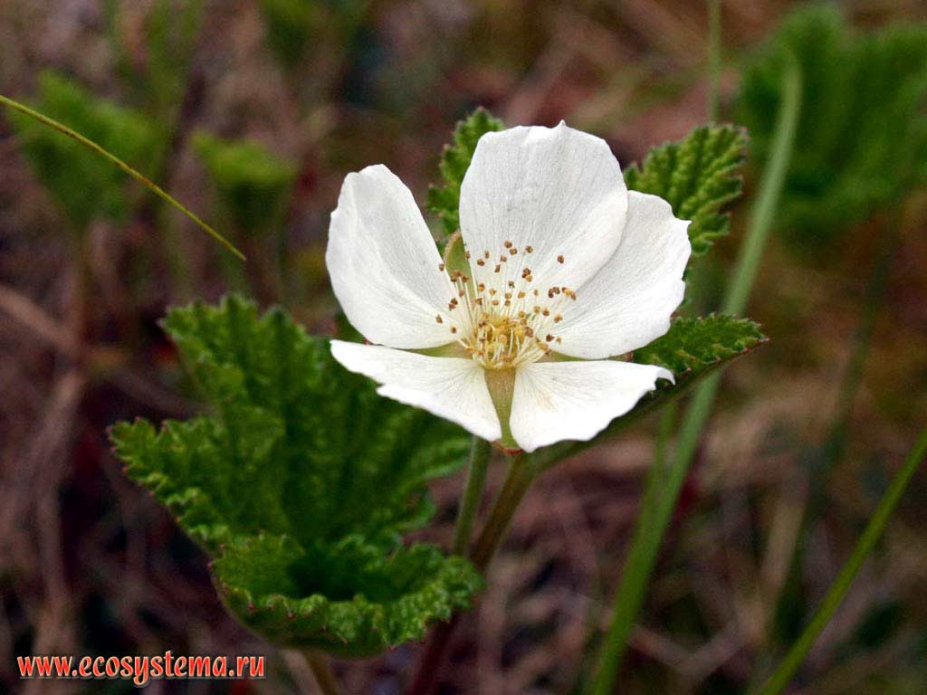 Rubus chamaemorus - Сloudberry