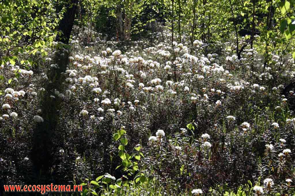 Ledum palustre - Wild rosemary