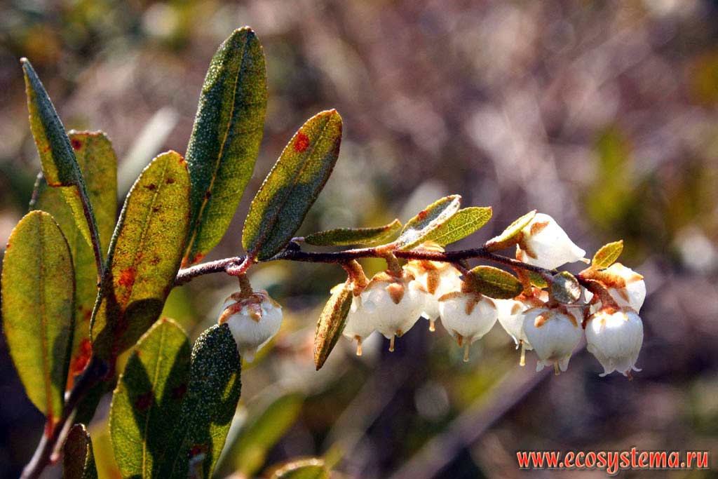 Chamaedaphne calyculata - Butterbur 