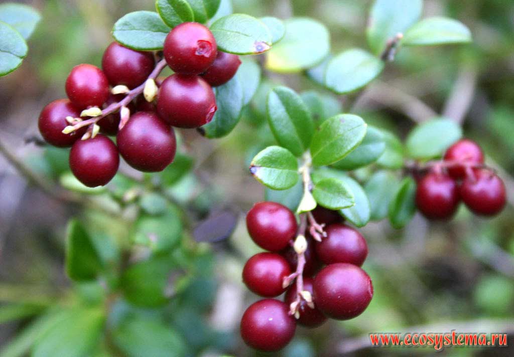 Плоды брусники (Vaccinium vitis-idea)