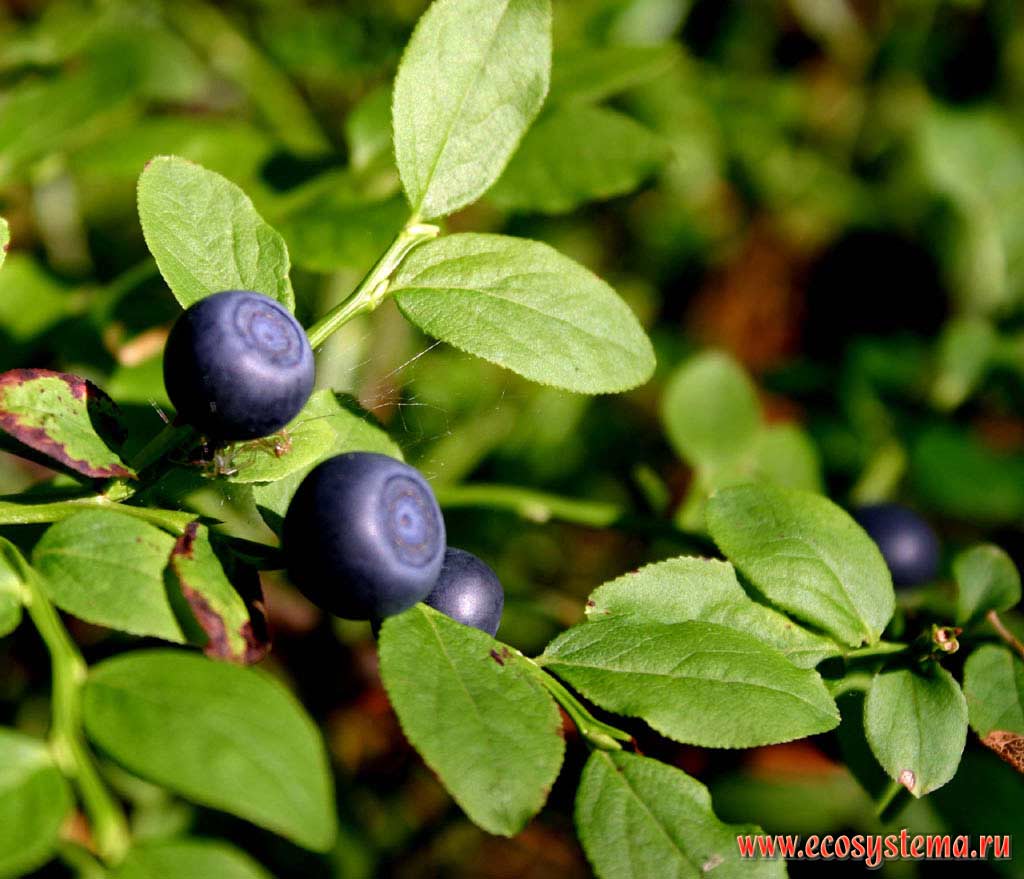 Vaccinium myrtillus - Bilberry