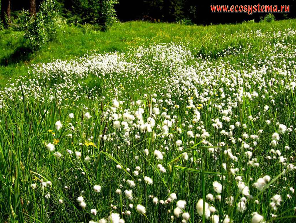 Eriophorum vaginatum - Cotton-grass meadow