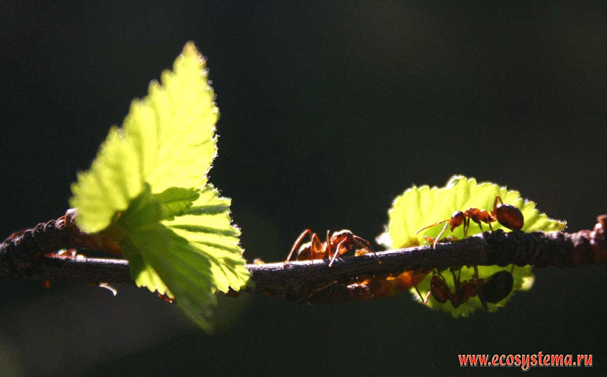 Рыжий лесной муравей - Formica rufa