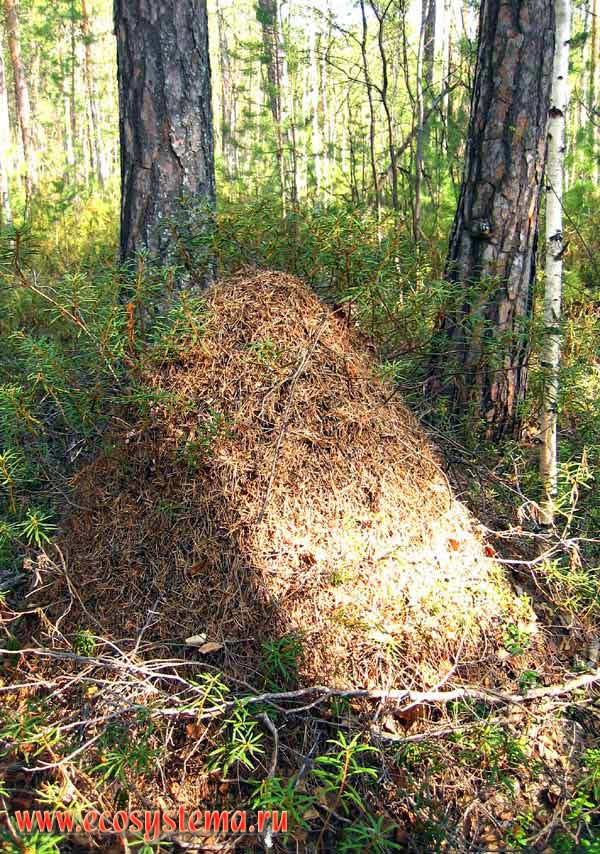 Муравейник рыжих лесных муравьев - Formica rufa